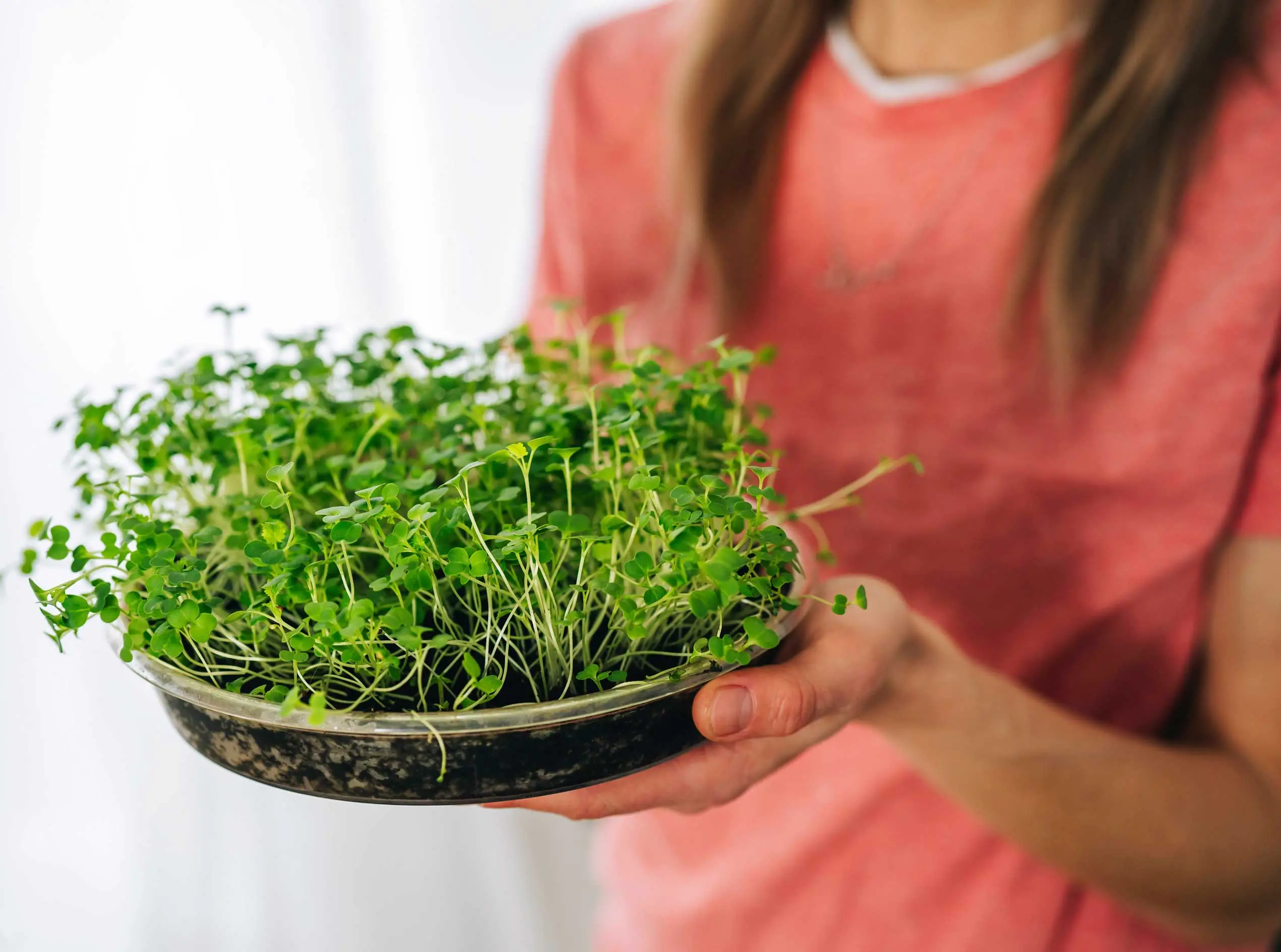 การเก็บเกี่ยวอย่างรวดเร็ว: พืช microgreens ด้วยตัวเอง