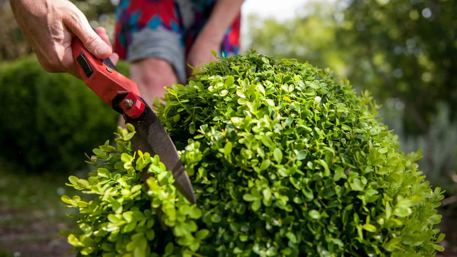 ตัด boxwood: เมื่อมีการตัดรูปร่างในฤดูใบไม้ผลิ