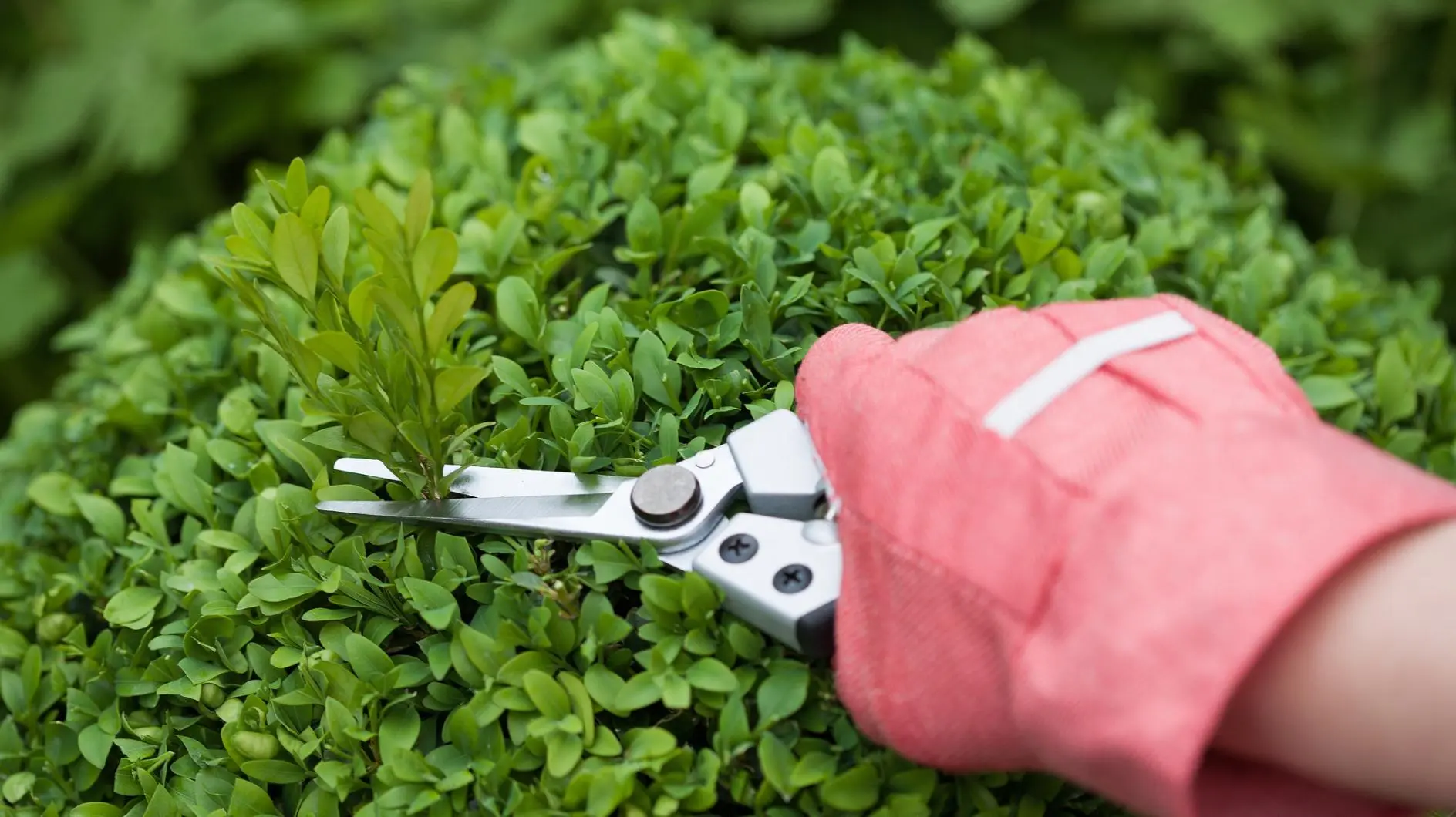 ตัด boxwood เหมือนมืออาชีพ