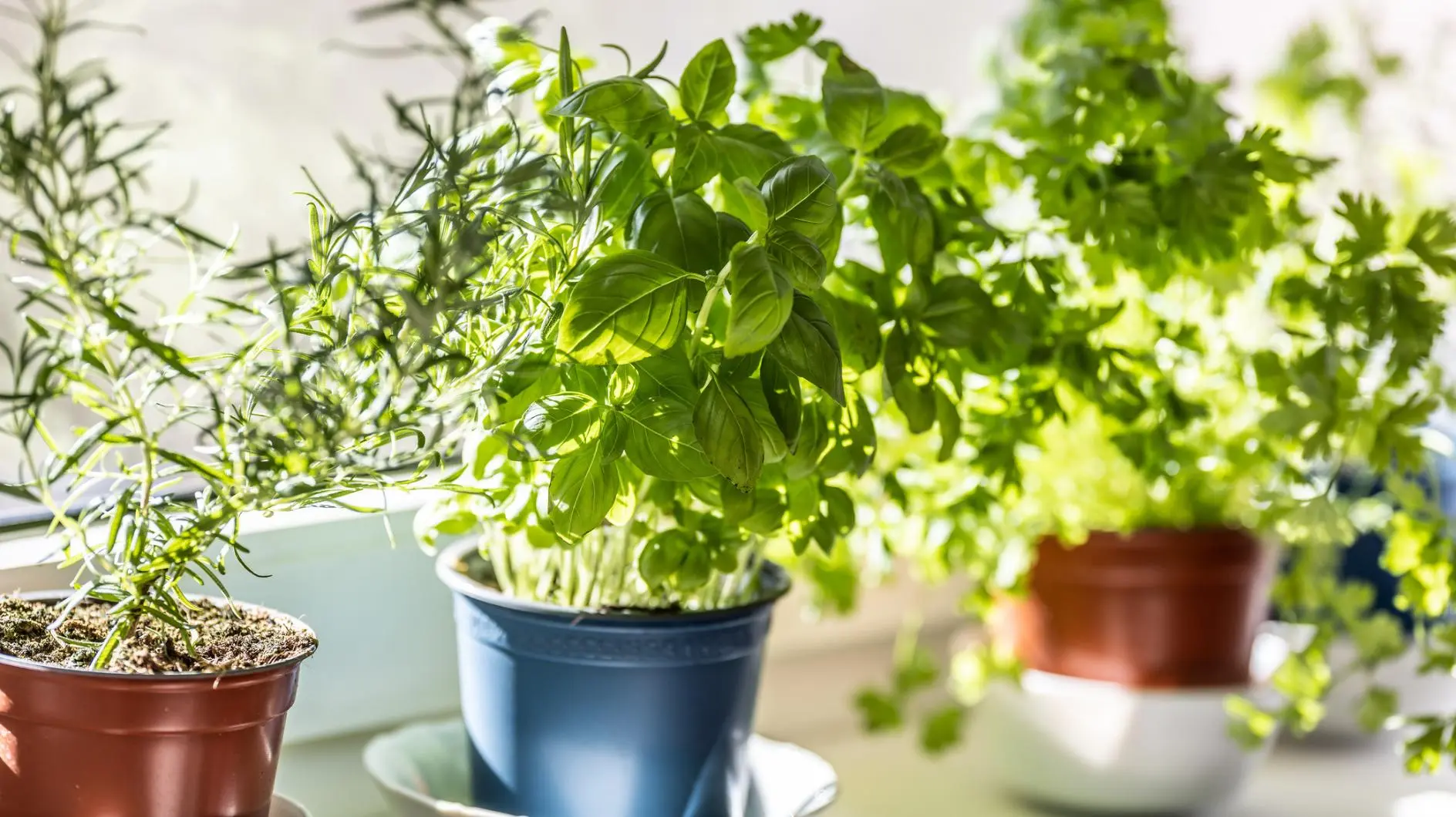 Basil，Thyme＆Co。：草药不应彼此站立